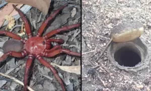 Laba-laba Trapdoor Terbesar Ditemukan di Australia, Bentuknya Seram!