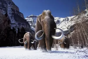 23 Spesies Woolly Mammoth Ternyata Tidak Memiliki Bulu Tebal