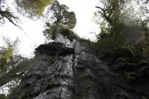Pohon Raksasa Tertua di Dunia, Cemara Patagonia dari Chile Ini Berusia 5.000 Tahun