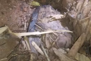Geger! Anak SMP di Tangerang Temukan Mayat Terkubur Pohon Bambu