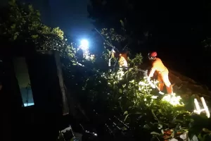 Diguyur Hujan Deras, Pohon Tumbang di Kota Bogor Timpa Rumah Warga