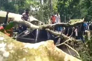 Pohon Tumbang di Gunung Gumitir Timpa Mobil, Akibatkan 1 Tewas