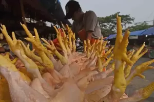 Harga Ayam Potong Mahal, Pedagang Kesulitan Menjual