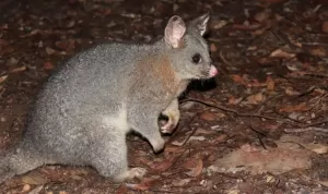 Populasi Possum Brushtail di Australia Nyaris Punah