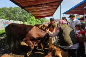 DPKP Prediksi Kebutuhan Hewan Kurban di Tangerang Naik 10 Persen