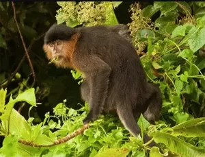 Jejak Monyet Setinggi 3 Meter Ditemukan, Keberadaan Kera Misterius di Kalimantan Terungkap!