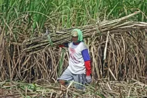 Mentan Optimistis Indonesia Bisa Swasembada Gula Tahun Depan