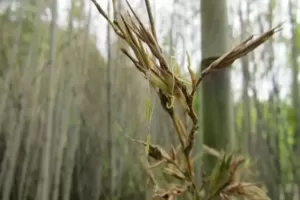 Bambu Jepang Mulai Berbunga, Bakal Memicu Bencana