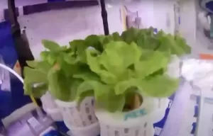 Astronot China Berhasil Menanam Sayuran di Stasiun Luar Angkasa Tiangong