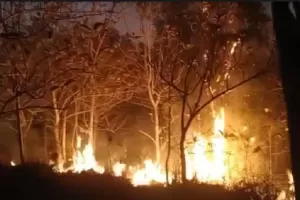Hutan Wanagama Terbakar, Petenakan Lebah Madu Warga Ikut Ludes
