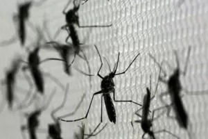 Dikhawatirkan Picu Pandemi Baru, Apakah Nyamuk Wolbachia Direkayasa Genetik?