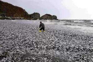 Ribuan Ikan Laut Mati Massal di Jepang, Imbas Sampah Nuklir Fukushima?