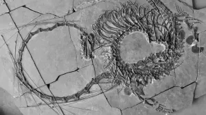 Ilmuwan Skotlandia Temukan Fosil Naga China Berusia 240 Juta Tahun