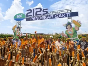 Syngenta Pasarkan NK Pendekar Sakti, Jagung Bioteknologi Pertama di Indonesia