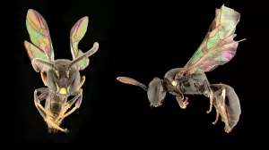 8 Spesies Baru Lebah Berwarna Indah Ditemukan di Pulau Polinesia