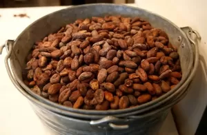 Asal-Usul Cokelat Terungkap: Ilmuwan Ungkap Sejarah Domestikasi Kakao Kuno