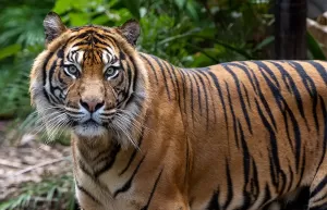 Menyelamatkan Raja Rimba: Inilah Daftar Habitat Harimau Sumatera di Indonesia