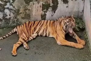Mengenal 3 Harimau Terbuas di Indonesia, Apa Saja?
