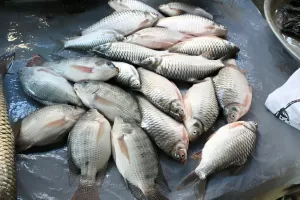 Bolehkah Penderita Asam Urat Makan Ikan Mujair?