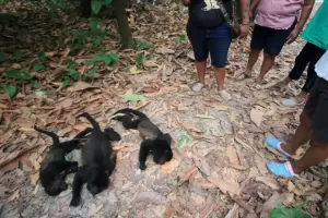 Saking Panasnya, Monyet-Monyet Mati Berjatuhan dari Pohon