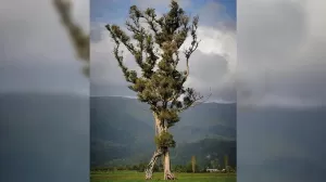 Pohon Berjalan Sabet Penghargaan Tumbuhan Terbaik Selandia Baru