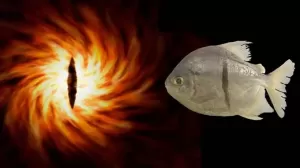 3 Fakta Ikan Sauron, Spesies Baru Mirip Piranha yang Punya Gigi Seperti Manusia