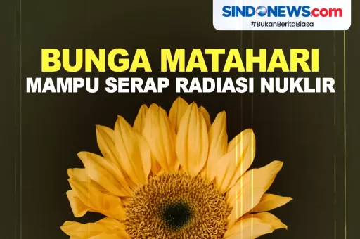 Tanaman Bunga Matahari Terbukti Mampu Serap Radiasi Nuklir