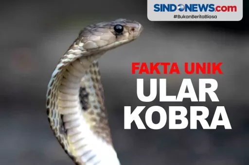 Fakta Unik Kobra, Salah Satu Ular Paling Mematikan di Dunia