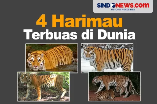 4 Harimau Terbuas di Dunia, Salah Satunya dari Indonesia