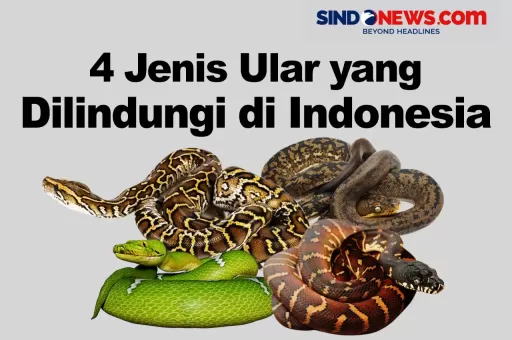 Jangan Dipelihara! Berikut Jenis Ular yang Dilindungi di Indonesia